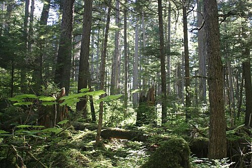 Tongass National Forest i sørøstre Alaska er landets største nasjonalskog. Den har mange dyre- og plantearter som er svært sjeldne og utrydningstruede. — Picture from no.wikipedia.